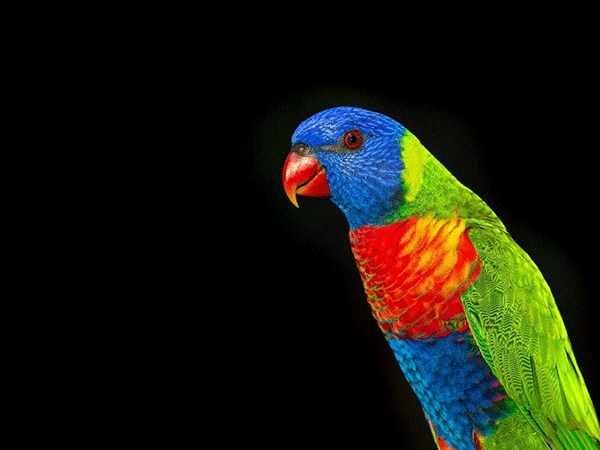 Metamorfose silenciosa: animais e plantas se “transformam” para sobreviver ao aquecimento global