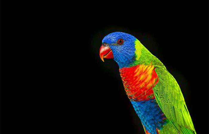 Metamorfose silenciosa: animais e plantas se “transformam” para sobreviver ao aquecimento global