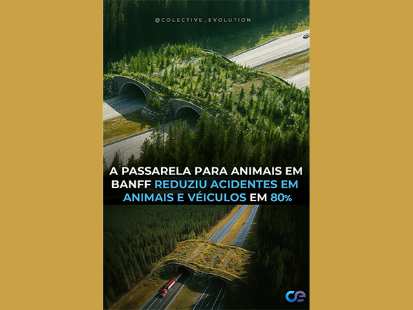 Passarela para animais em Banff reduziu acidentes em animais e veículos em 80%