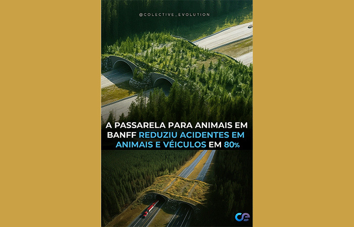 Passarela para animais em Banff reduziu acidentes em animais e veículos em 80%