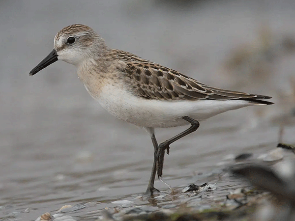 Avanço do mar na costa da Amazônia reduz habitat para aves migratórias, mostra pesquisa