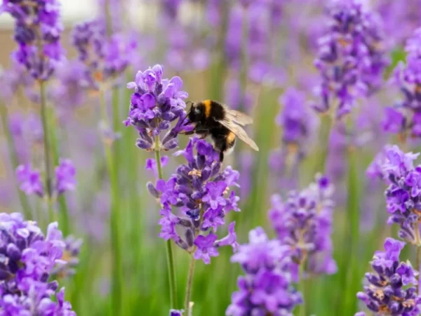 Plantas produzem mais néctar quando ‘ouvem’ o zumbido dos polinizadores, dizem cientistas