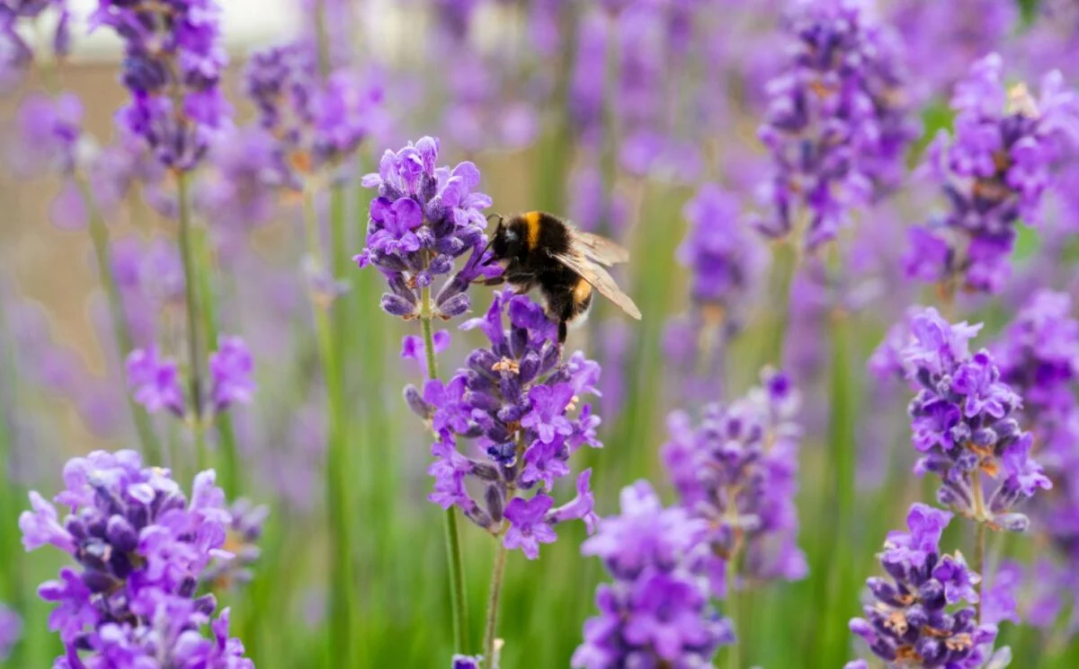 Plantas produzem mais néctar quando ‘ouvem’ o zumbido dos polinizadores, dizem cientistas