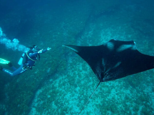 Raia-manta gigante: cientistas descrevem nova espécie do Atlântico