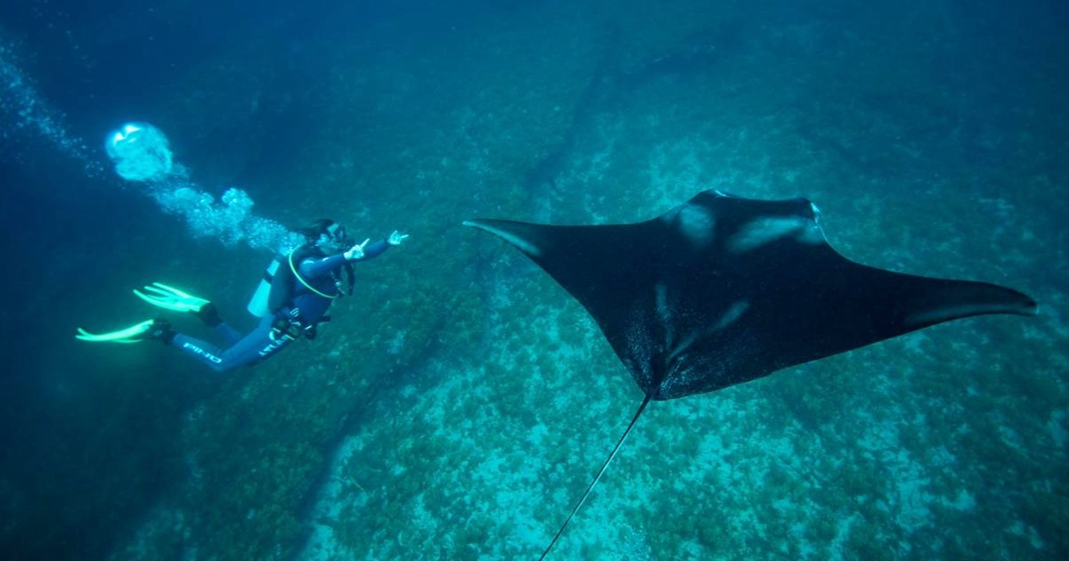 Raia-manta gigante: cientistas descrevem nova espécie do Atlântico