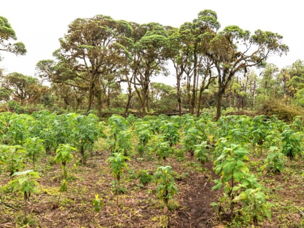 A Floresta de Galápagos que Resiste: Cientistas Lutam para Conservar a Scalesia Contra Espécies Invasoras