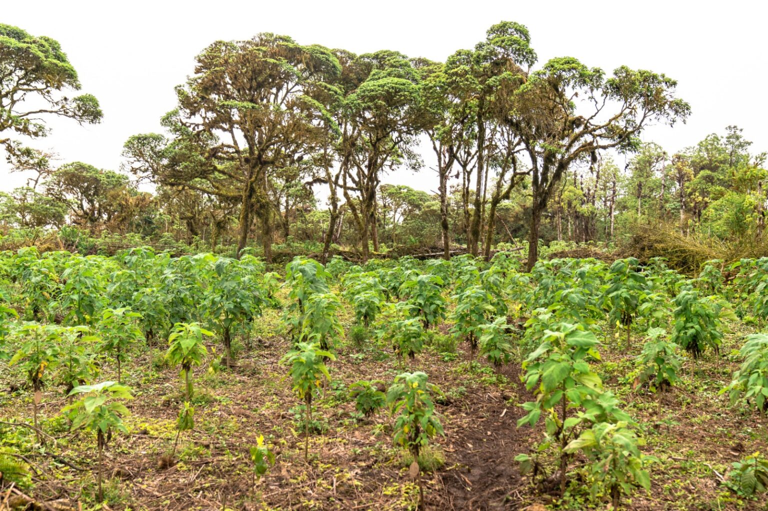 A Floresta de Galápagos que Resiste: Cientistas Lutam para Conservar a Scalesia Contra Espécies Invasoras