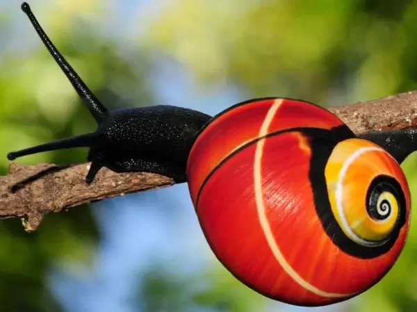 Os caramujos ameaçados de extinção por serem bonitos demais