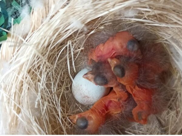 O nascimento de 47 filhotes de pintassilgo reacende a esperança para uma espécie ameaçada de extinção na Venezuela.