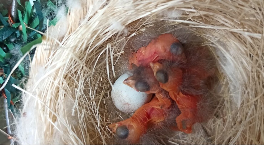 O nascimento de 47 filhotes de pintassilgo reacende a esperança para uma espécie ameaçada de extinção na Venezuela.