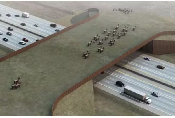 Colorado constrói maior ponte para animais silvestres do mundo e promete reduzir em 90% colisões com fauna