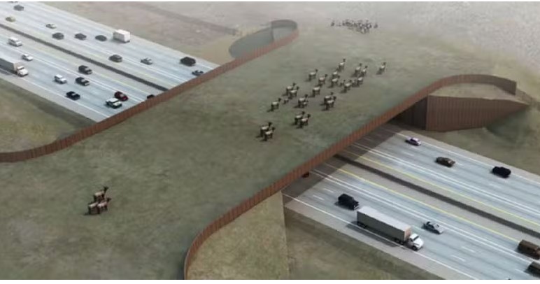 Colorado constrói maior ponte para animais silvestres do mundo e promete reduzir em 90% colisões com fauna