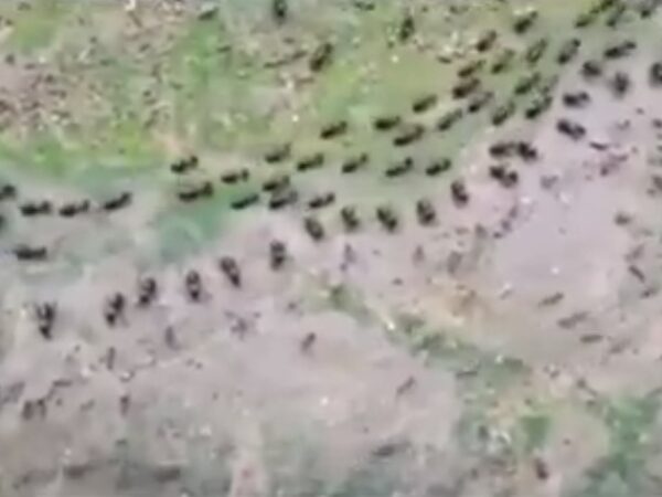 Uma trilha de cupins e uma trilha de formigas, cada uma protegida por uma coluna de soldados.