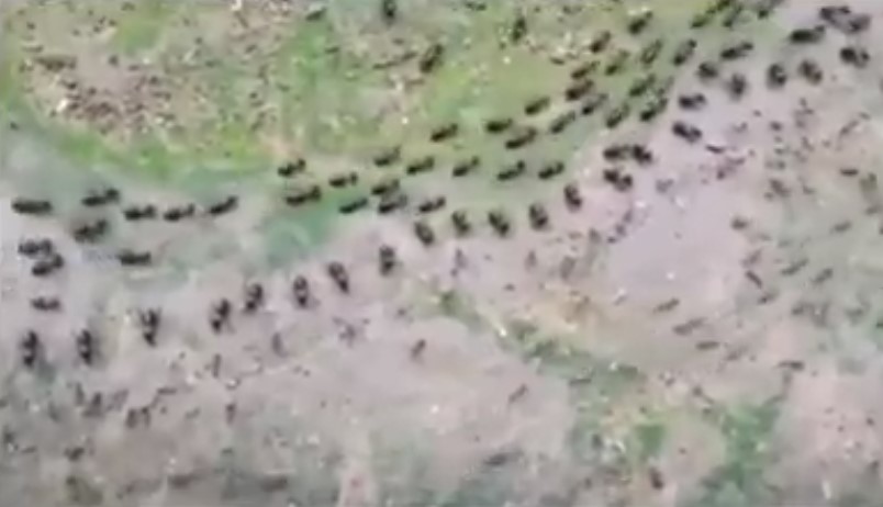 Uma trilha de cupins e uma trilha de formigas, cada uma protegida por uma coluna de soldados.