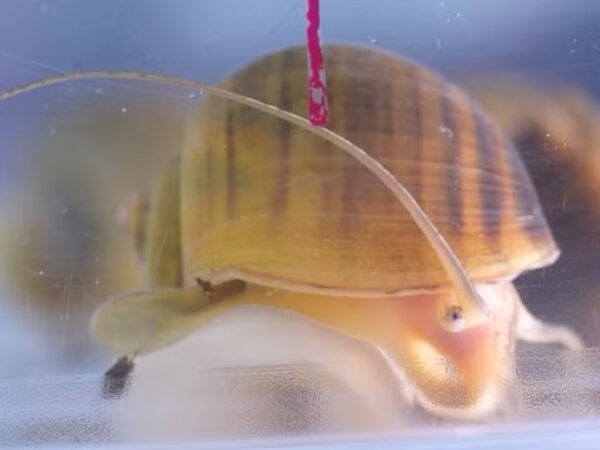 Caracol que consegue regenerar os própios olhos pode ser a chave para restaurar a visão em humanos