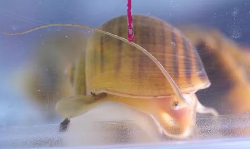 Caracol que consegue regenerar os própios olhos pode ser a chave para restaurar a visão em humanos