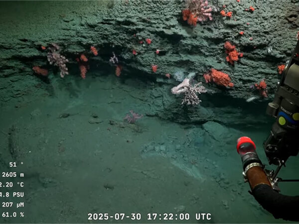 Assista à exploração subaquática na Argentina ao vivo: a expedição científica que está cativando o mundo