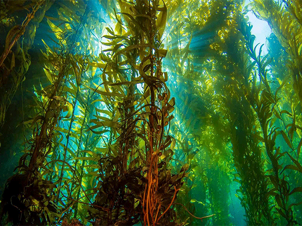 Há algo de errado com a fotossíntese das algas, segundo estudo