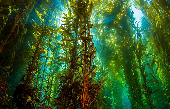 Há algo de errado com a fotossíntese das algas, segundo estudo