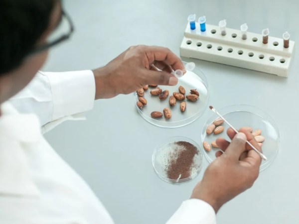 Choques climáticos levam o maior fornecedor mundial de chocolate a explorar cacau de origem celular