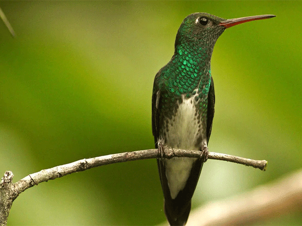 Urbanização já altera o organismo de algumas espécies de beija-flores
