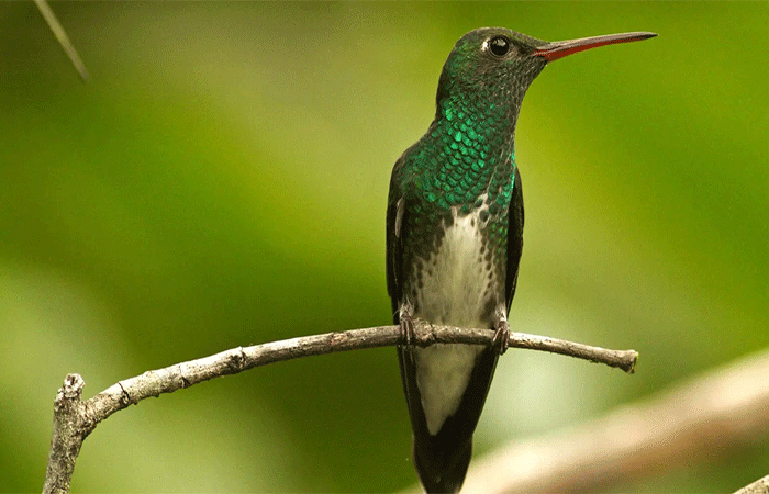 Urbanização já altera o organismo de algumas espécies de beija-flores