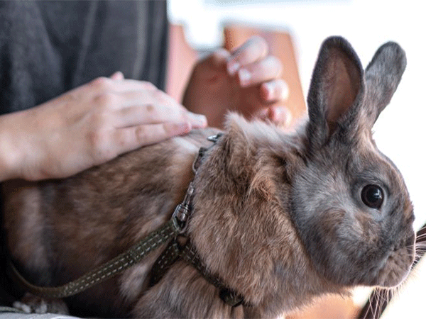 Lei que proíbe uso de animais em testes para produção de cosméticos é sancionada