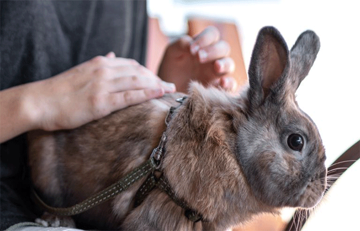 Lei que proíbe uso de animais em testes para produção de cosméticos é sancionada