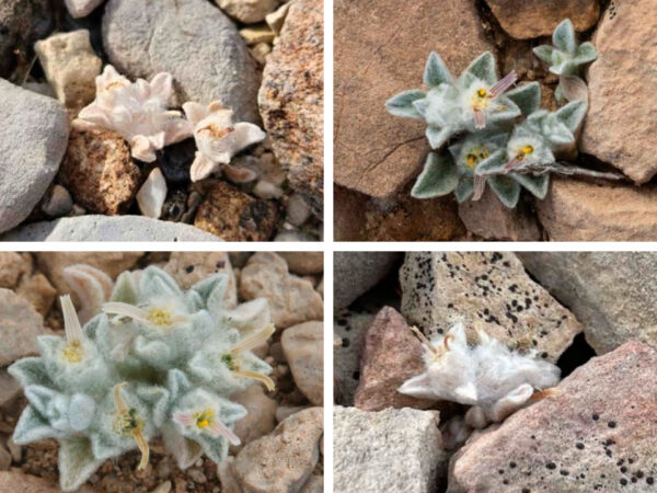 Descobrindo o Diabo no Deserto