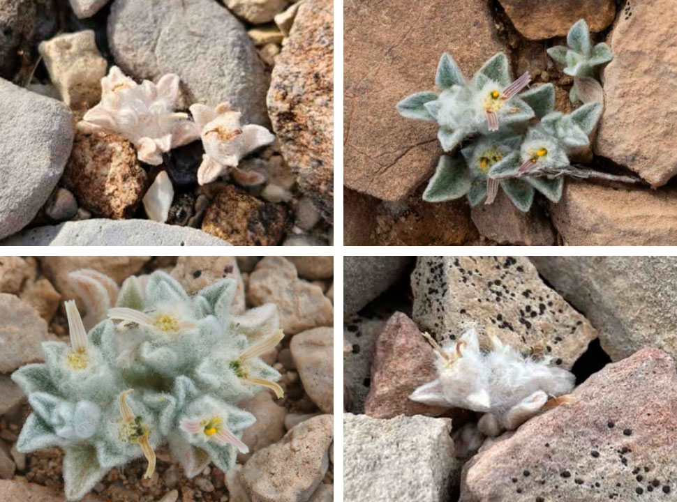 Descobrindo o Diabo no Deserto
