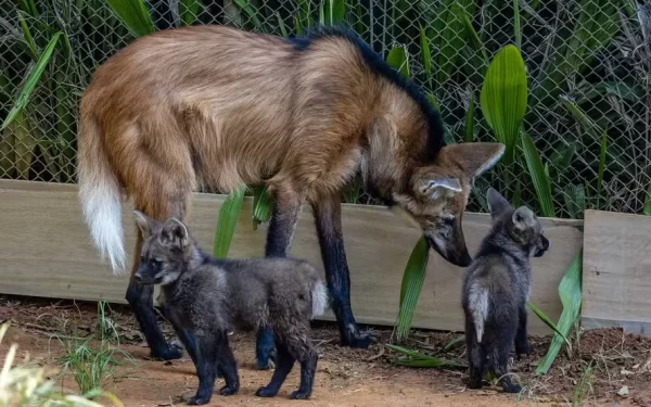 Filhotes de lobo-guará nascem no Zoológico de São Paulo