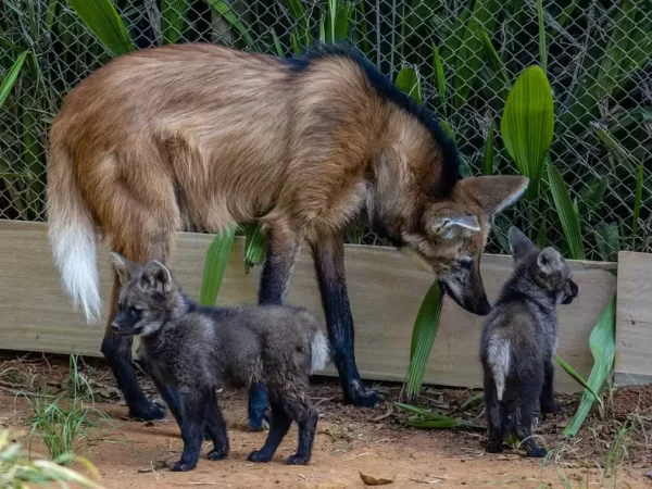 Filhotes de lobo-guará nascem no Zoológico de São Paulo
