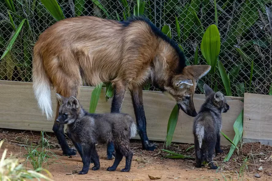 Filhotes de lobo-guará nascem no Zoológico de São Paulo