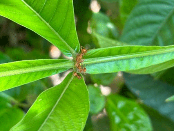 Formigas defendem plantas de herbívoros, mas podem atrapalhar polinização