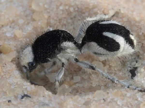 Formiga-feiticeira tem cor rara que absorve quase toda luz visível