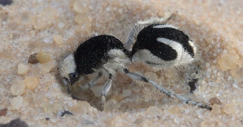 Formiga-feiticeira tem cor rara que absorve quase toda luz visível