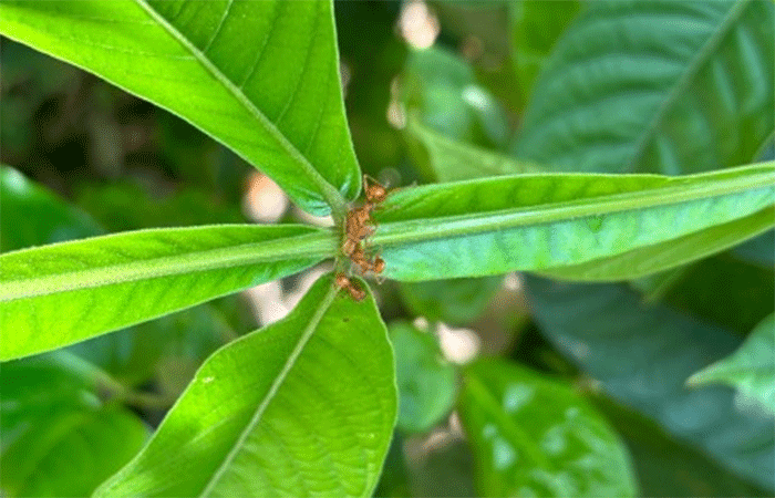 Formigas defendem plantas de herbívoros, mas podem atrapalhar polinização