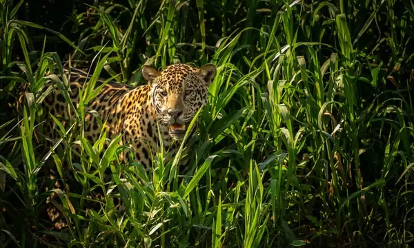 Extinção ameaça onças-pintadas após queda de 77% da população em parque paulista