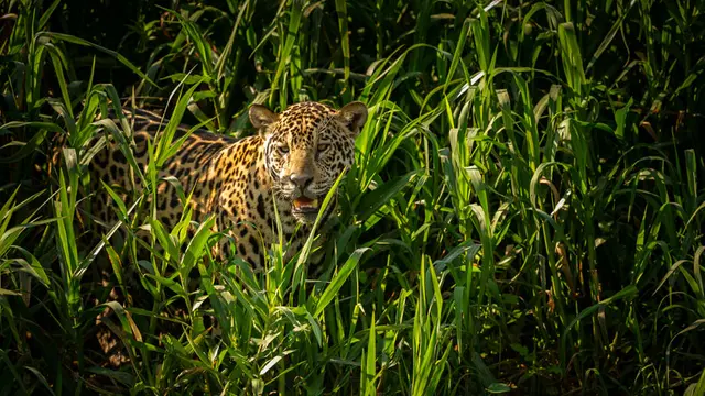 Extinção ameaça onças-pintadas após queda de 77% da população em parque paulista