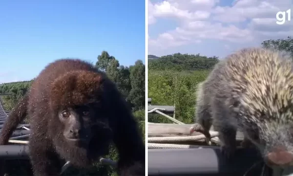 Animais utilizam passarela aérea para atravessar rodovia no RS