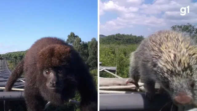 Animais utilizam passarela aérea para atravessar rodovia no RS