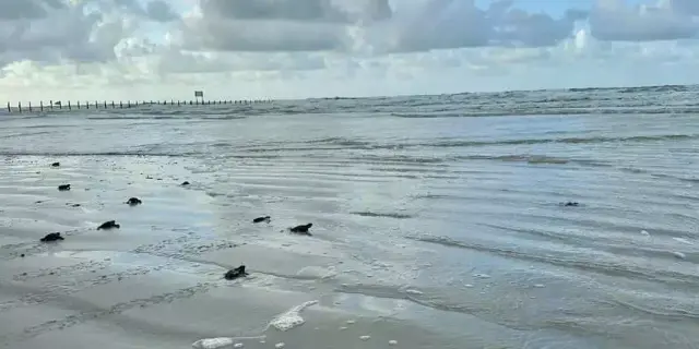 Salinópolis (PA): 79 filhotes de tartaruga marinha são soltos na praia do Atalaia