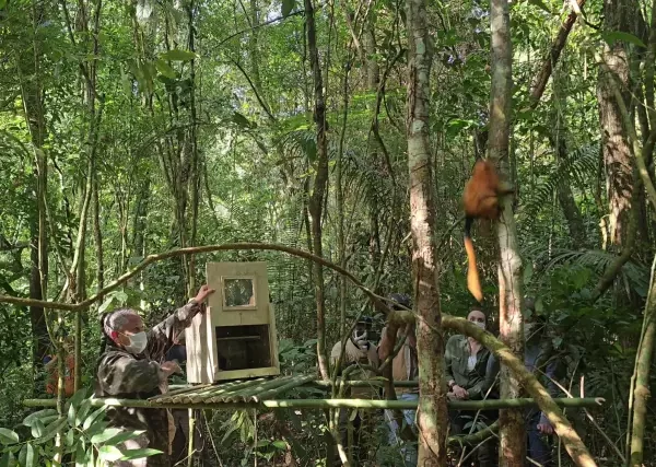 Micos-leões-dourados vítimas do tráfico voltam para natureza