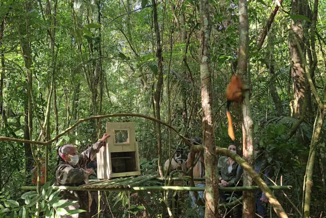 Micos-leões-dourados vítimas do tráfico voltam para natureza