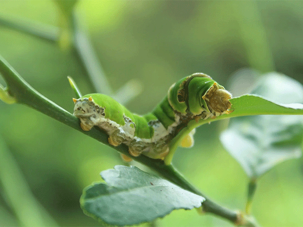 Controle biológico cresce na América Latina, impulsionado por agentes microbianos e políticas públicas, mas enfrenta desafios estruturais