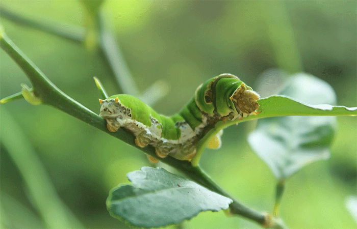 Controle biológico cresce na América Latina, impulsionado por agentes microbianos e políticas públicas, mas enfrenta desafios estruturais