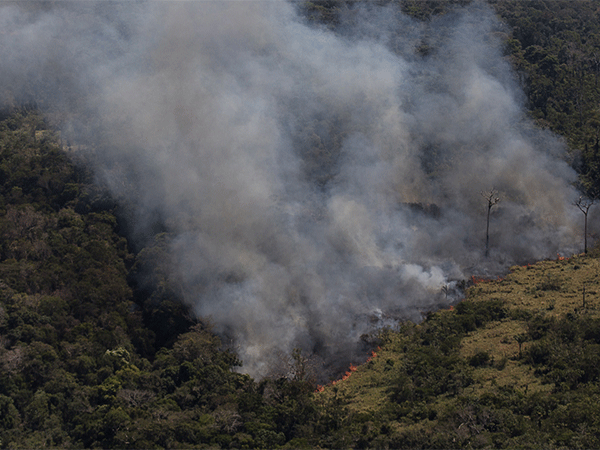O uso da IA em sistemas de monitoramento ambiental pode auxiliar na prevenção de desastres ambientais