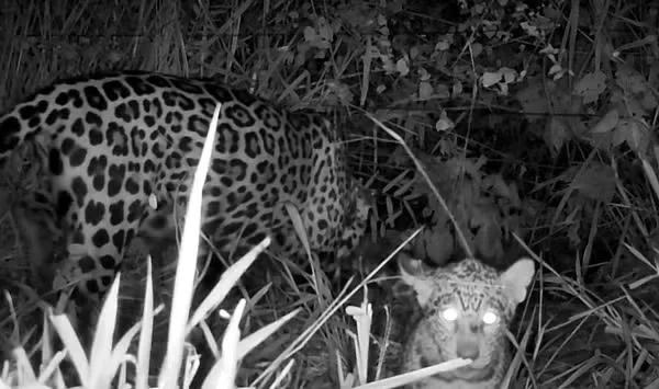 Após resgate e reabilitação, onça-pintada aparece com filhote no Pantanal