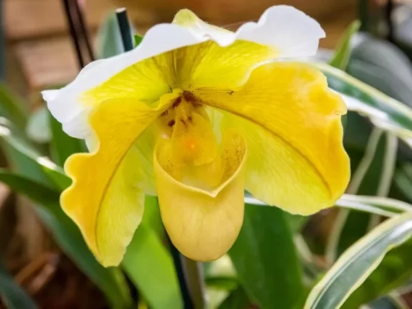 Após quase 100 anos, orquídea rara floresce novamente no Reino Unido