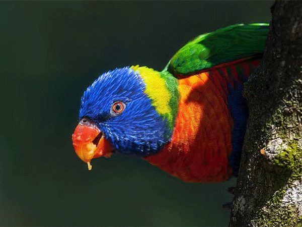 Animais dispersores de sementes têm papel crucial na regeneração das florestas, ressalta novo estudo do MIT